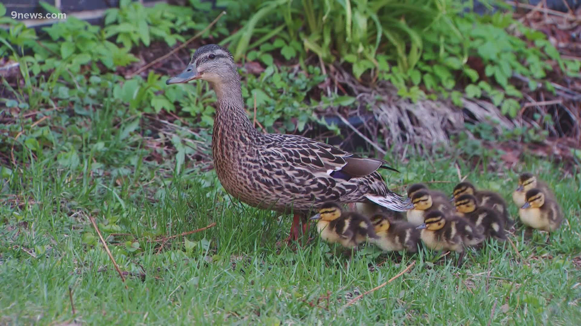 Ten ducklings followed their mom through a Minnesota elementary school, continuing a 20-year tradition.