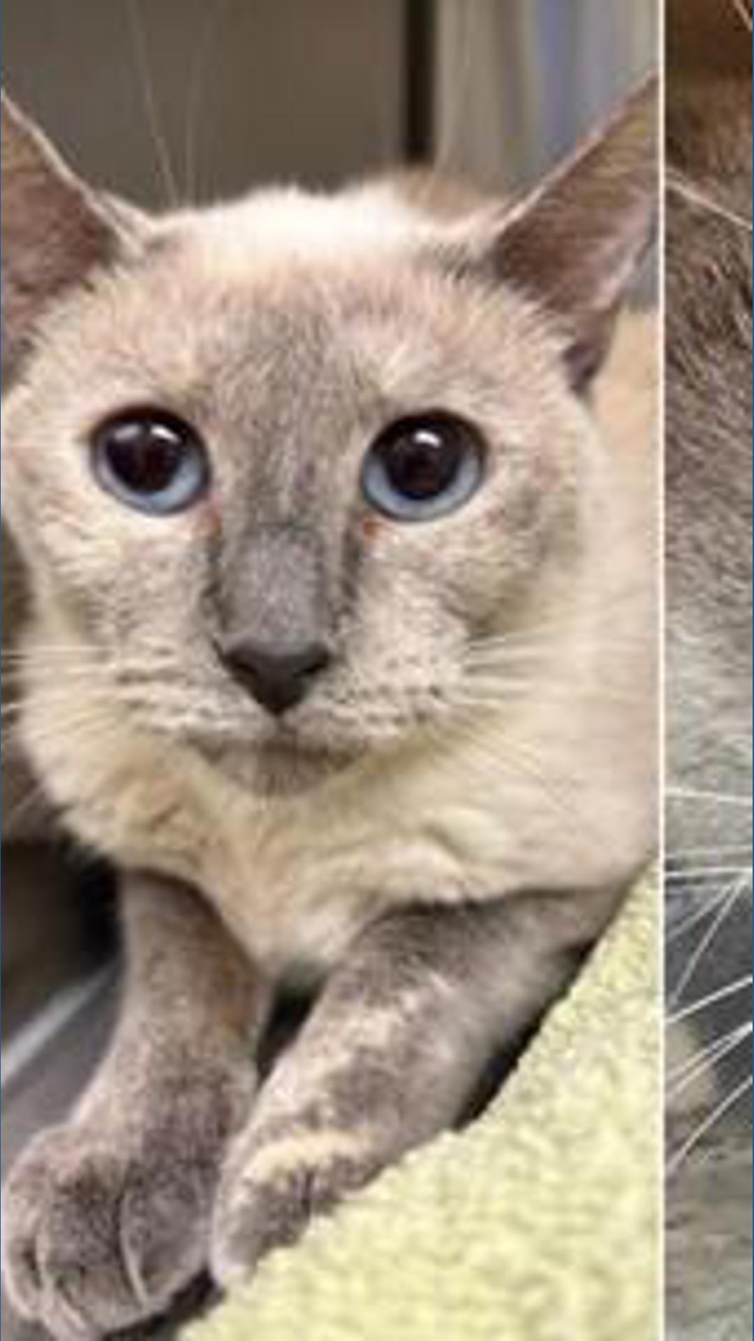 Colorado animal rescue saves over 100 cats, dogs in cruelty case ...
