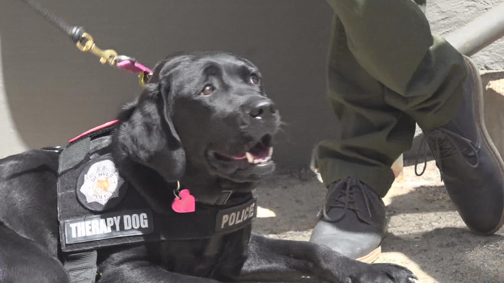 DPS stopped using sworn police officers as school resource officers this year. Police said Shelby, their therapy dog, helps bridge the gap between kids and cops.