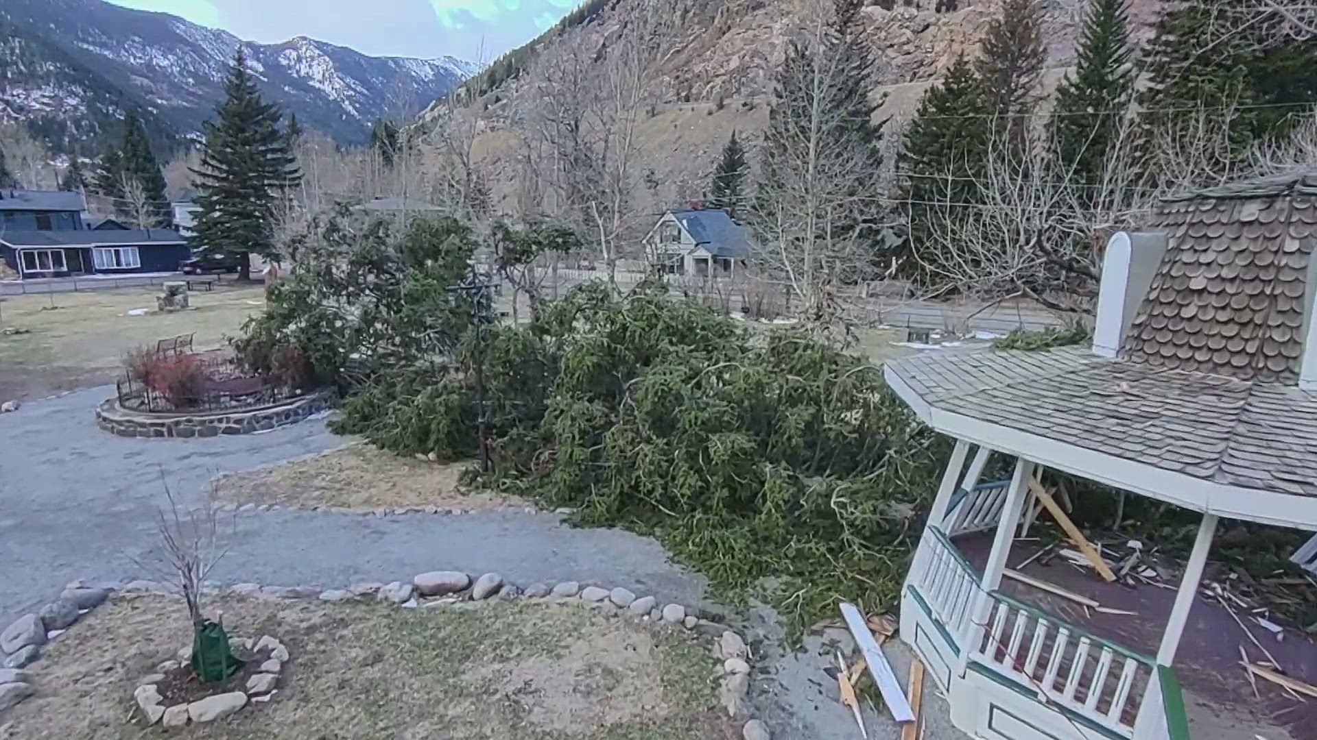 Winds topple historic Colorado tree | 9news.com