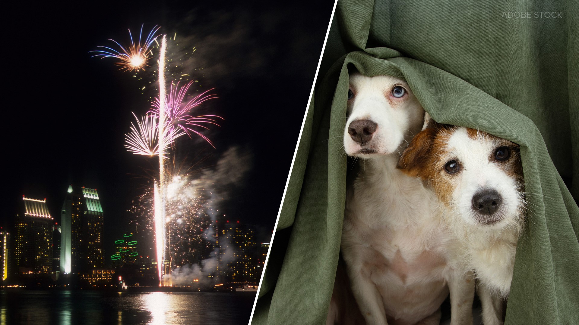 The most patriotic day of the year can be a nightmare for many pets, but there are ways you can help when fireworks are in the air.