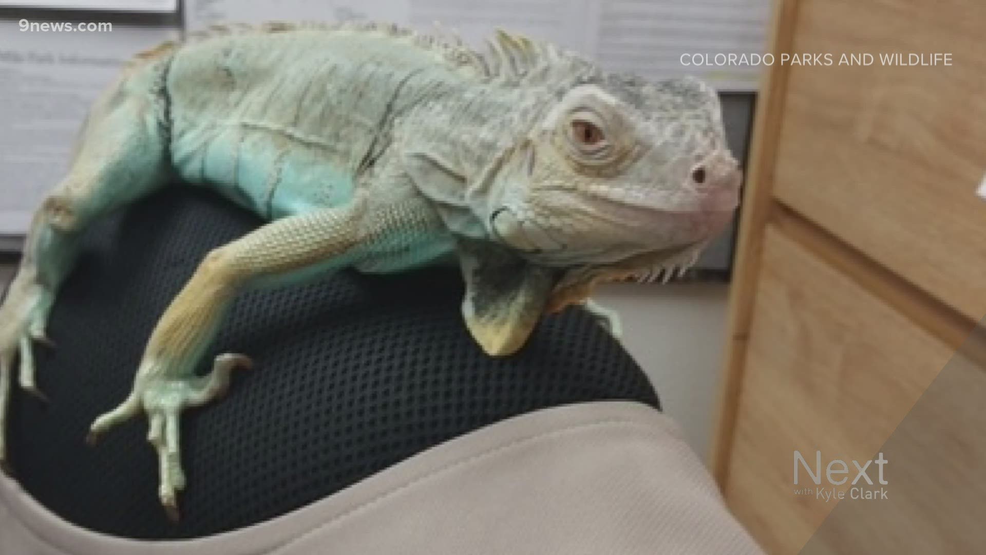 Miles, a teenage iguana, was found alone in Eleven Mile State Park. Spoiler alert: Iguanas cannot survive alone in Colorado state parks.