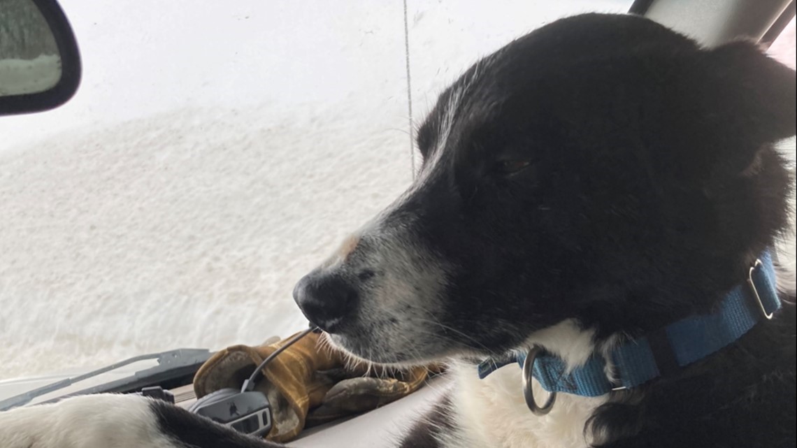 Colorado ranchers remember Cisco, their dog killed by wolves - Vimarsana News