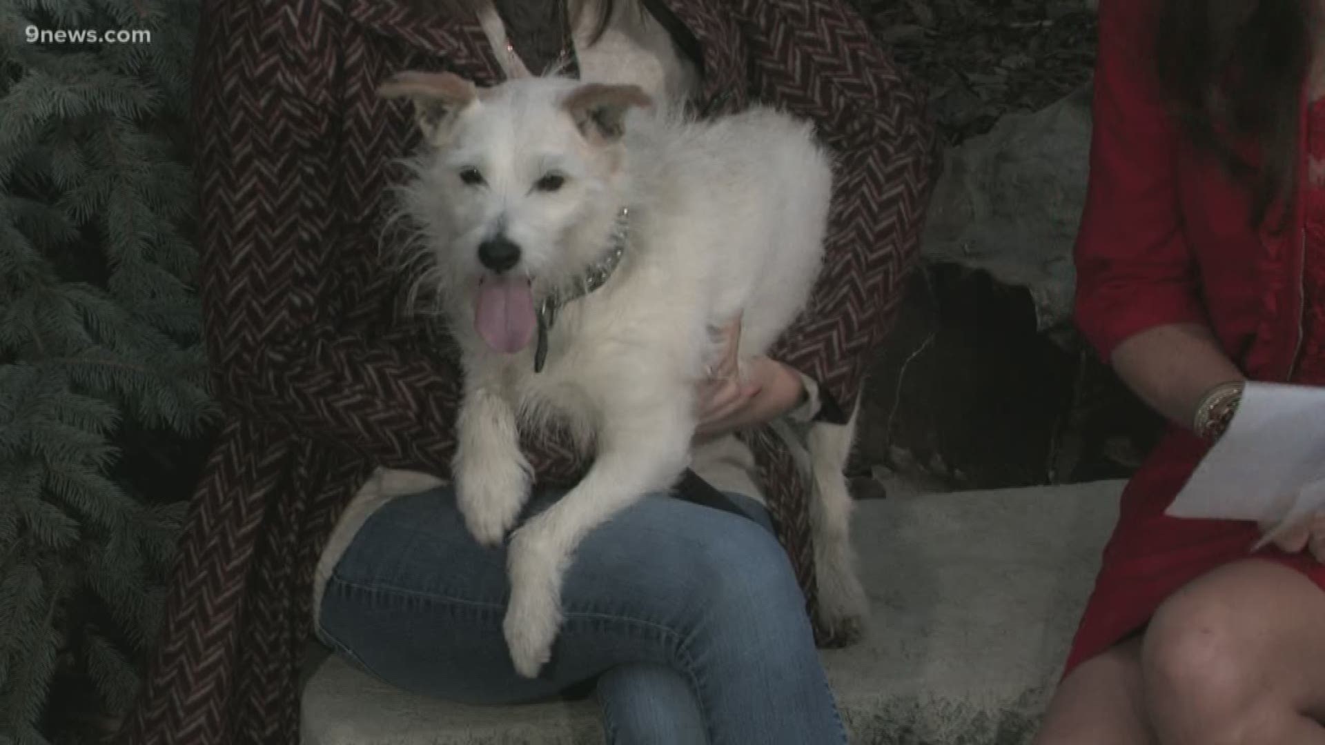 Oatmeal is 13 years old but DEFINITELY doesn't act his age. He loves to be the center of attention! Visit Foothills Animal Shelter or call 720-407-5230 to meet him!