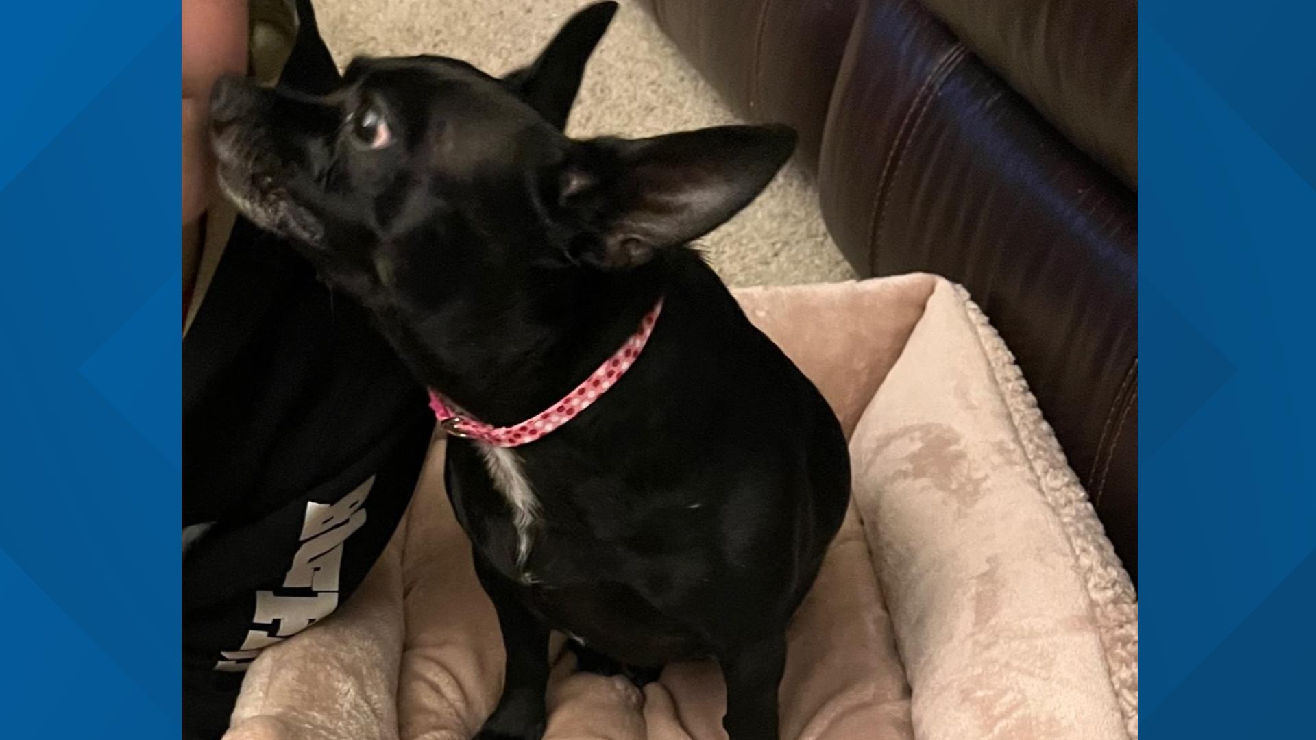 Dog missing after fire on South Ward Way in Jefferson County | 9news.com