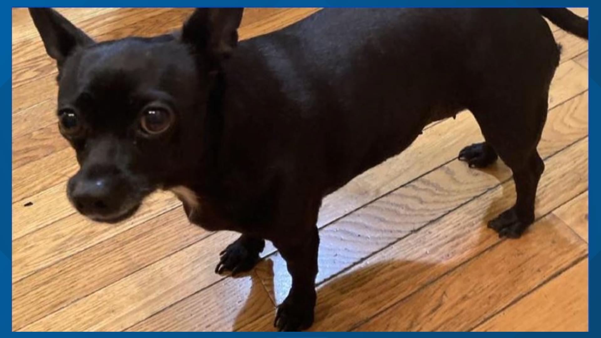 Cuddles the dog found dead after house fire | 9news.com