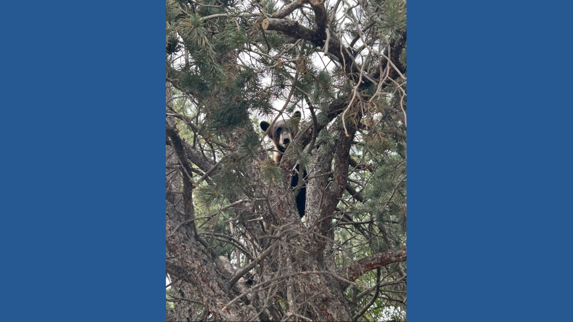 Wildlife officials relocate young black bear seen wandering Colorado Springs neighborhood