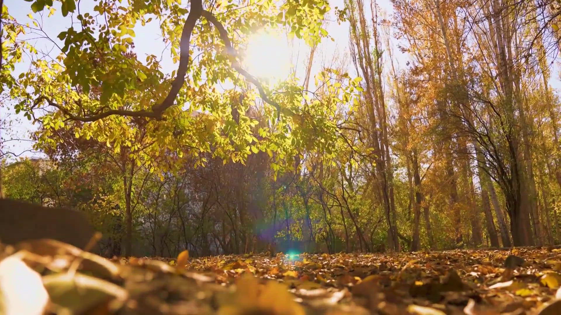 What are we - meaning local TV news people - supposed to call people who go to see fall foliage?