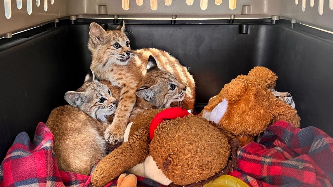 Orphaned Bobcat Kittens Rescued In Denver Area Suburb 9news