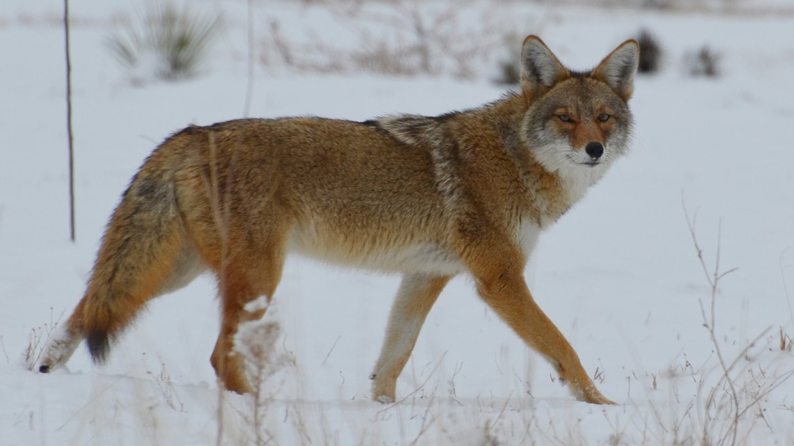 Coyote Sightings On The Rise In The Denver Area Heres How To Keep