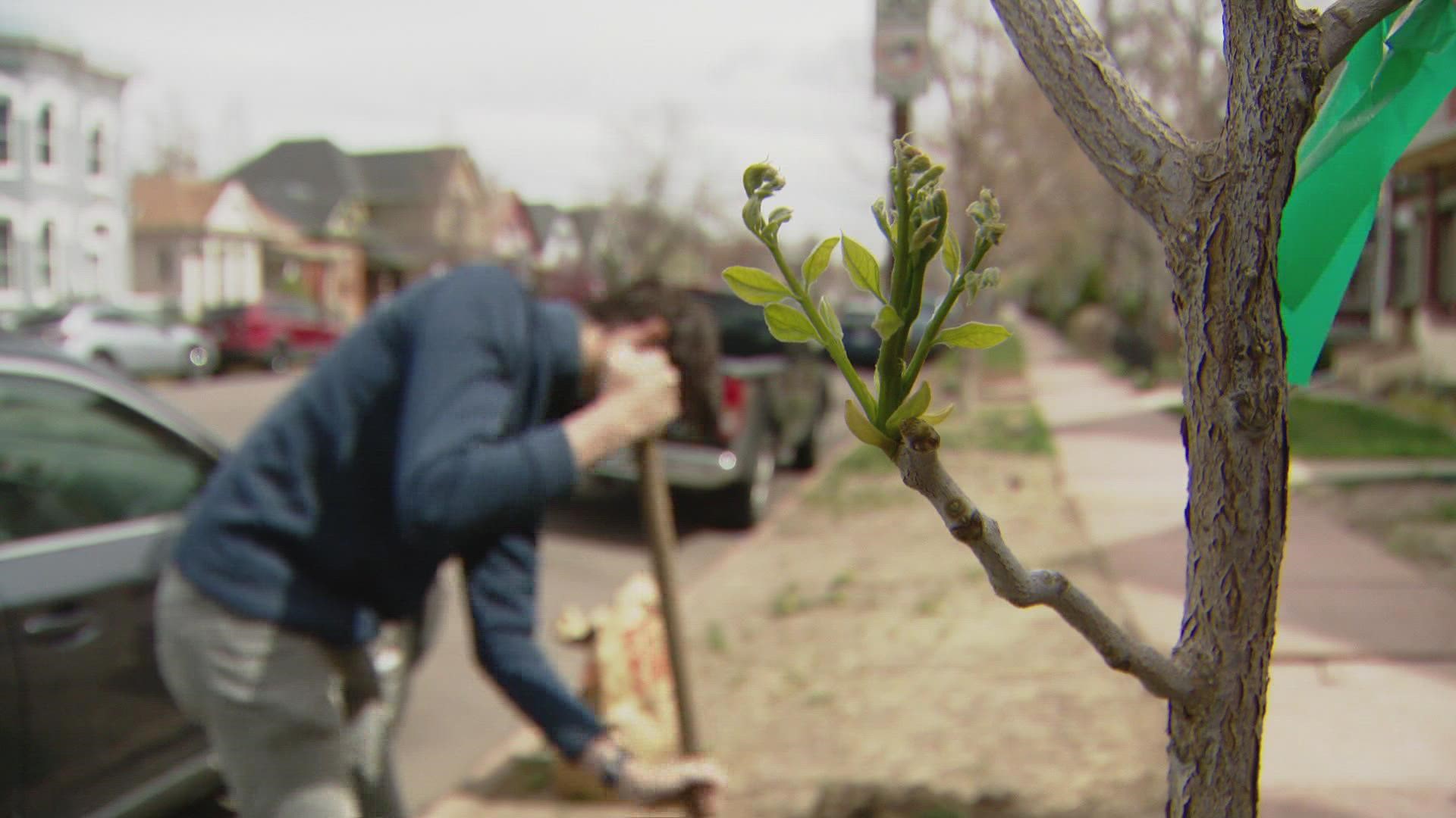 On Saturday, 50 trees were planted in Curtis Park and Five Points.