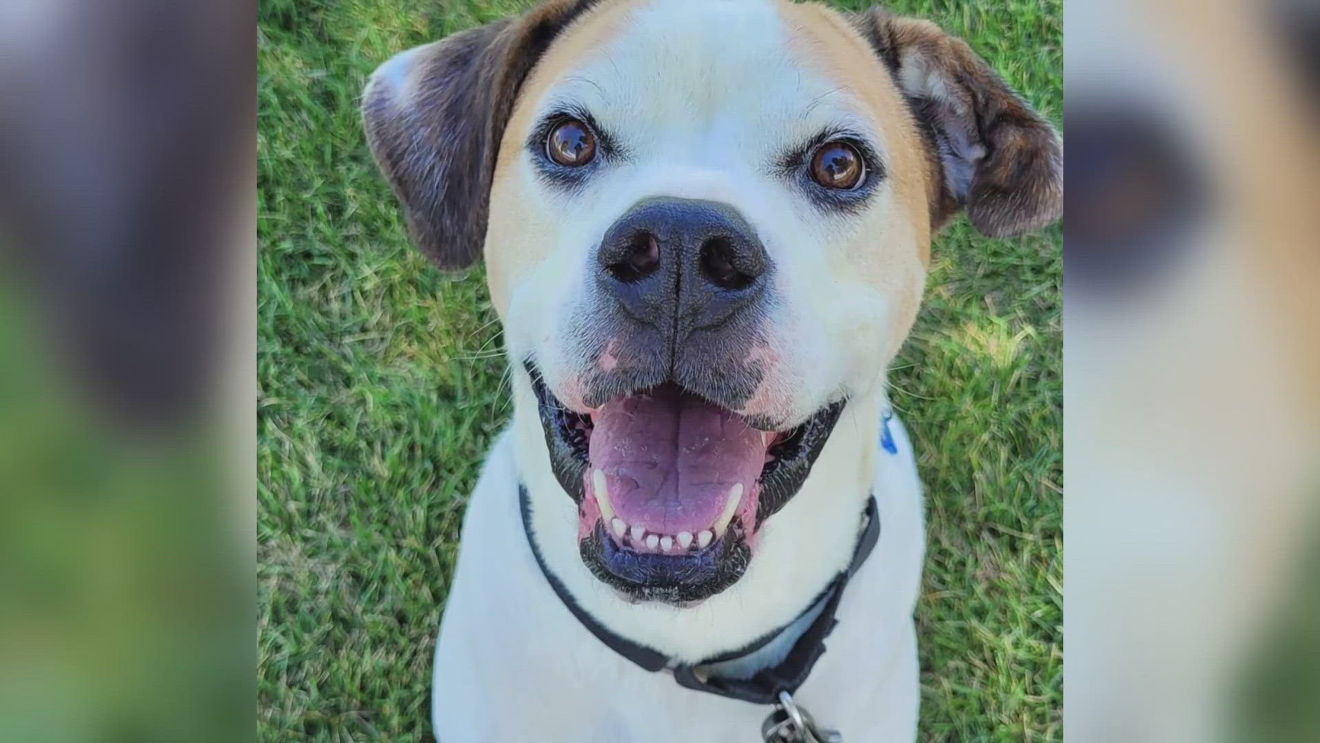 Foothills Animal Shelter got a $15,000 grant from the Grey Muzzle Organization for medical and dental care for older dogs.