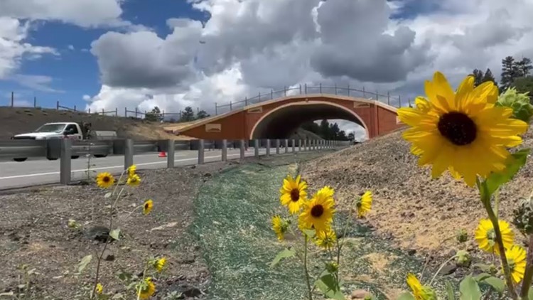 New crossing will reduce crashes with wildlife by 85%, CDOT says