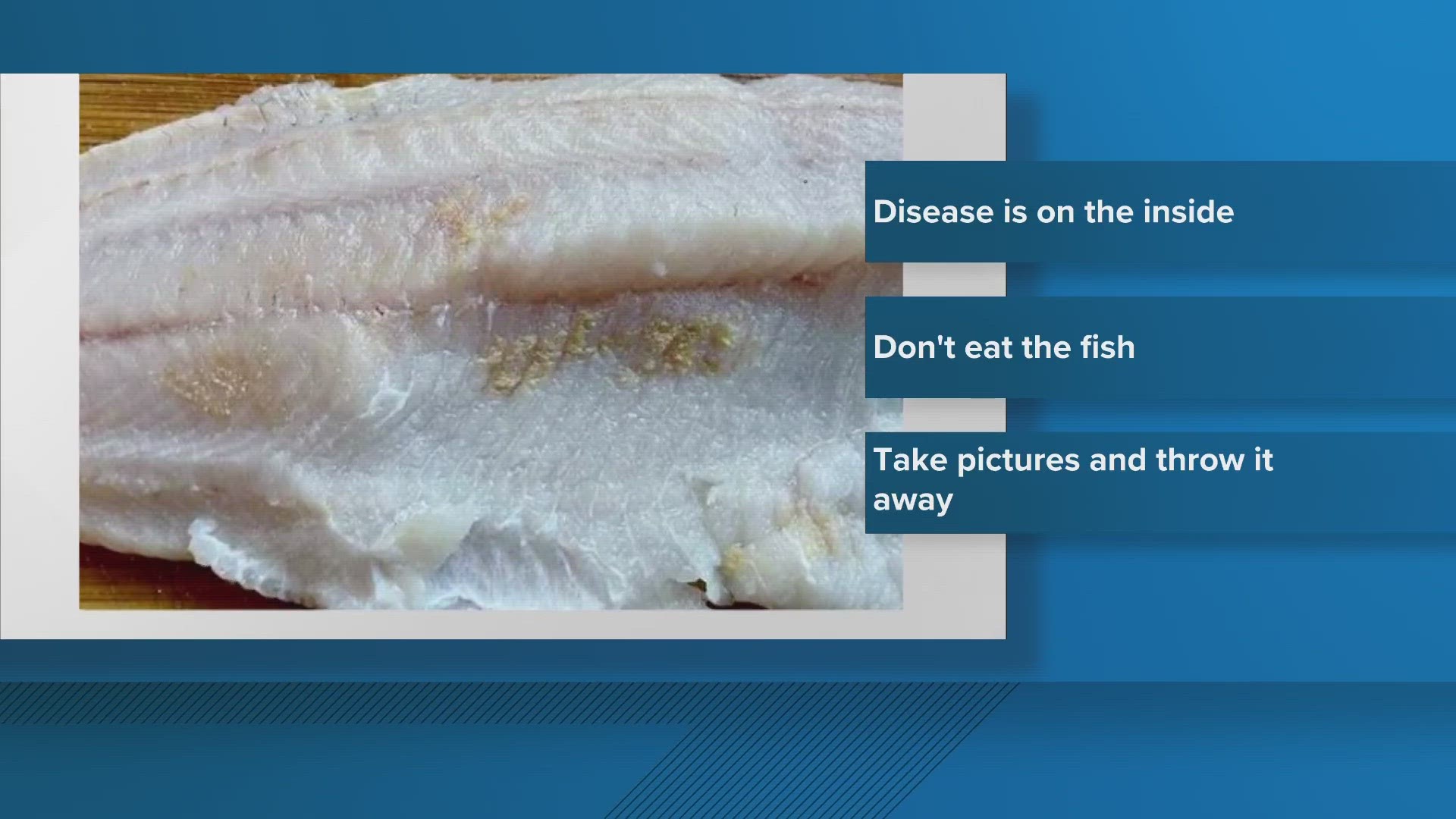 CPW recommends no one consume a walleye they believe is infected.