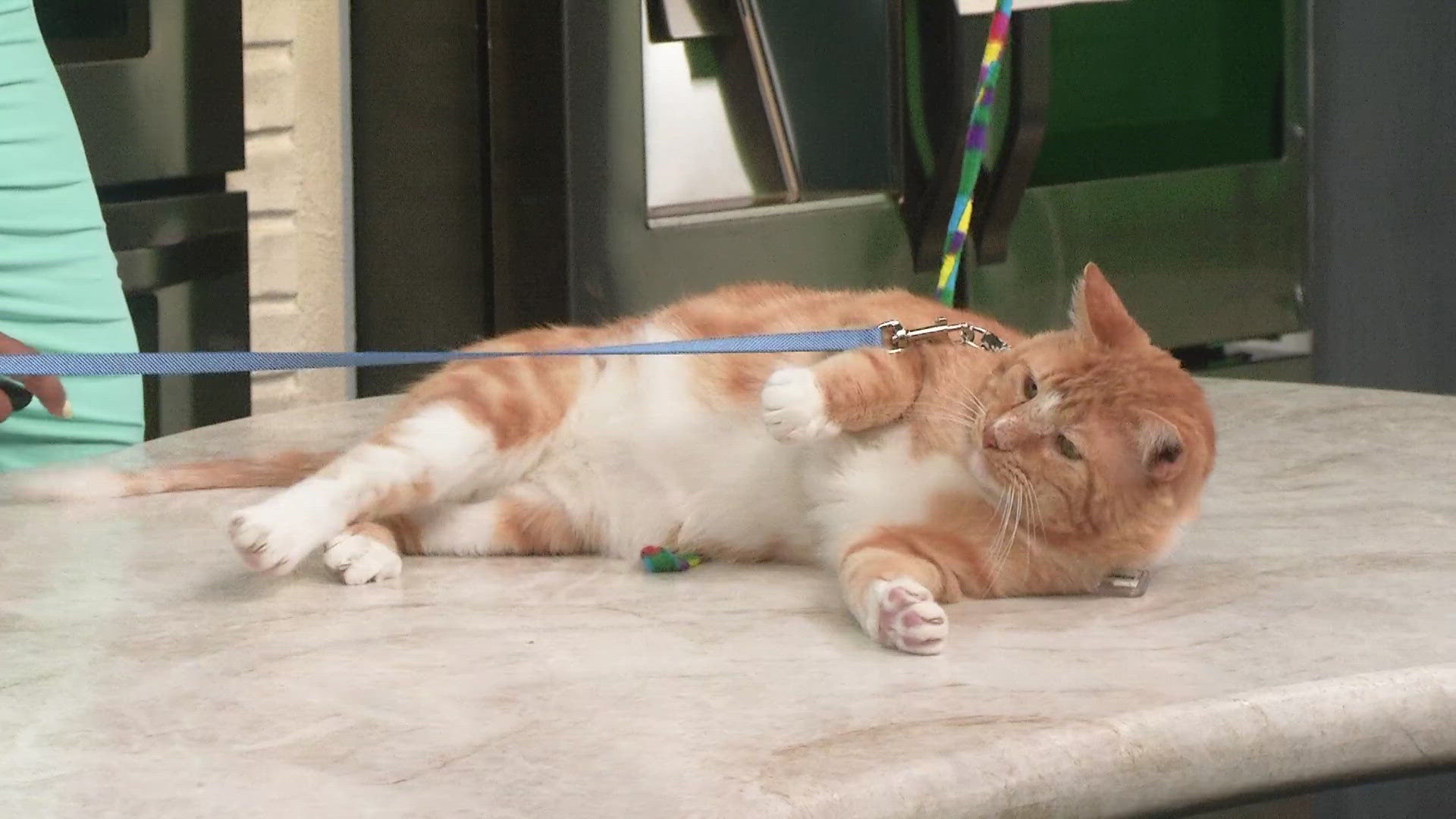 Cat Care Society Adoption: Ultimate Guide to Loving Forever Homes