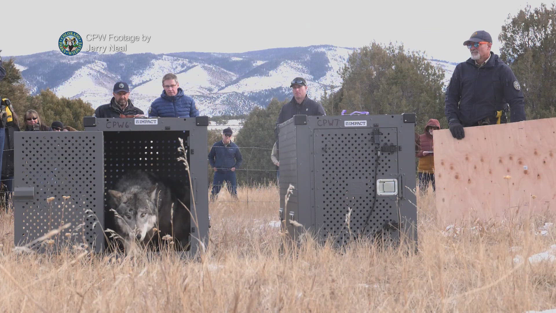 The gray wolf was among 10 released in Grand County in December 2023 as part of the state's reintroduction efforts.