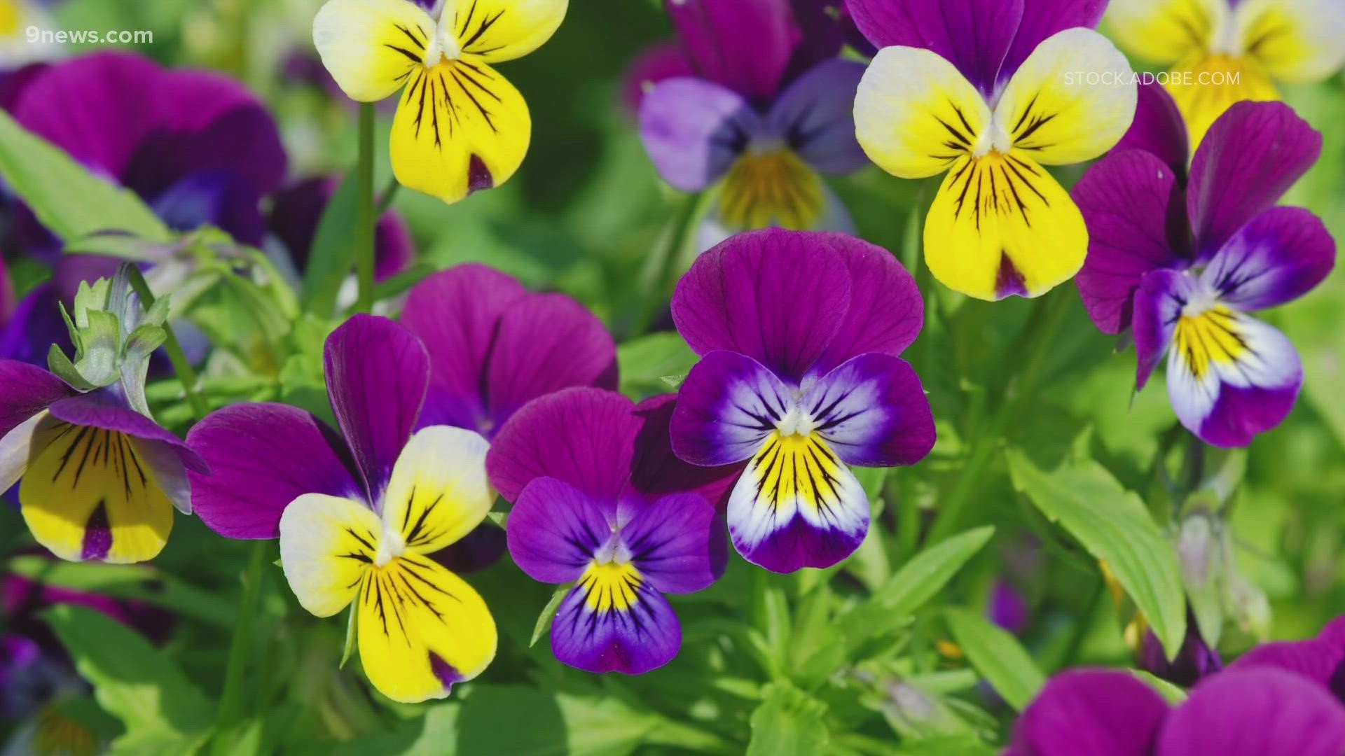 It may still be cold outside, but it's time to start thinking about your spring garden.