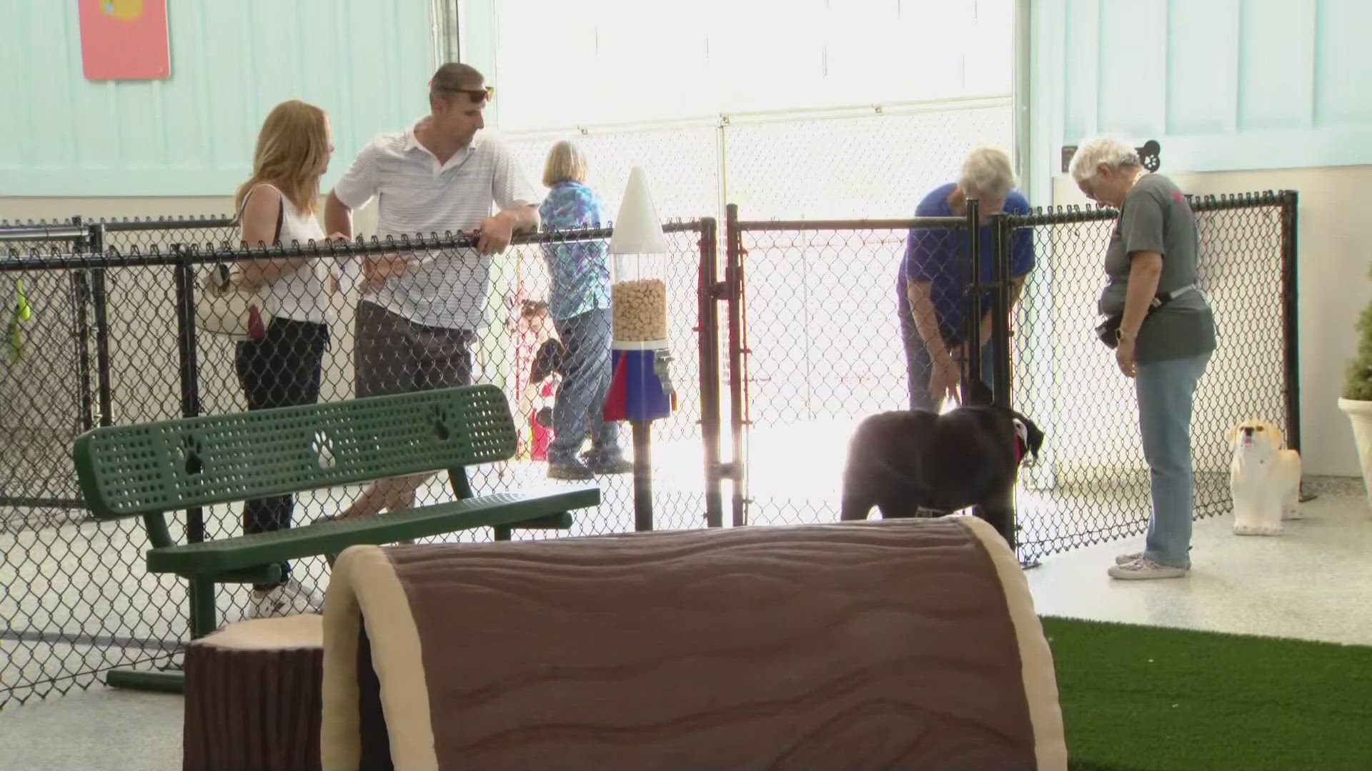 Pepper's Senior Dog Sanctuary is a Colorado nonprofit that helps provide a loving home for elderly dogs.