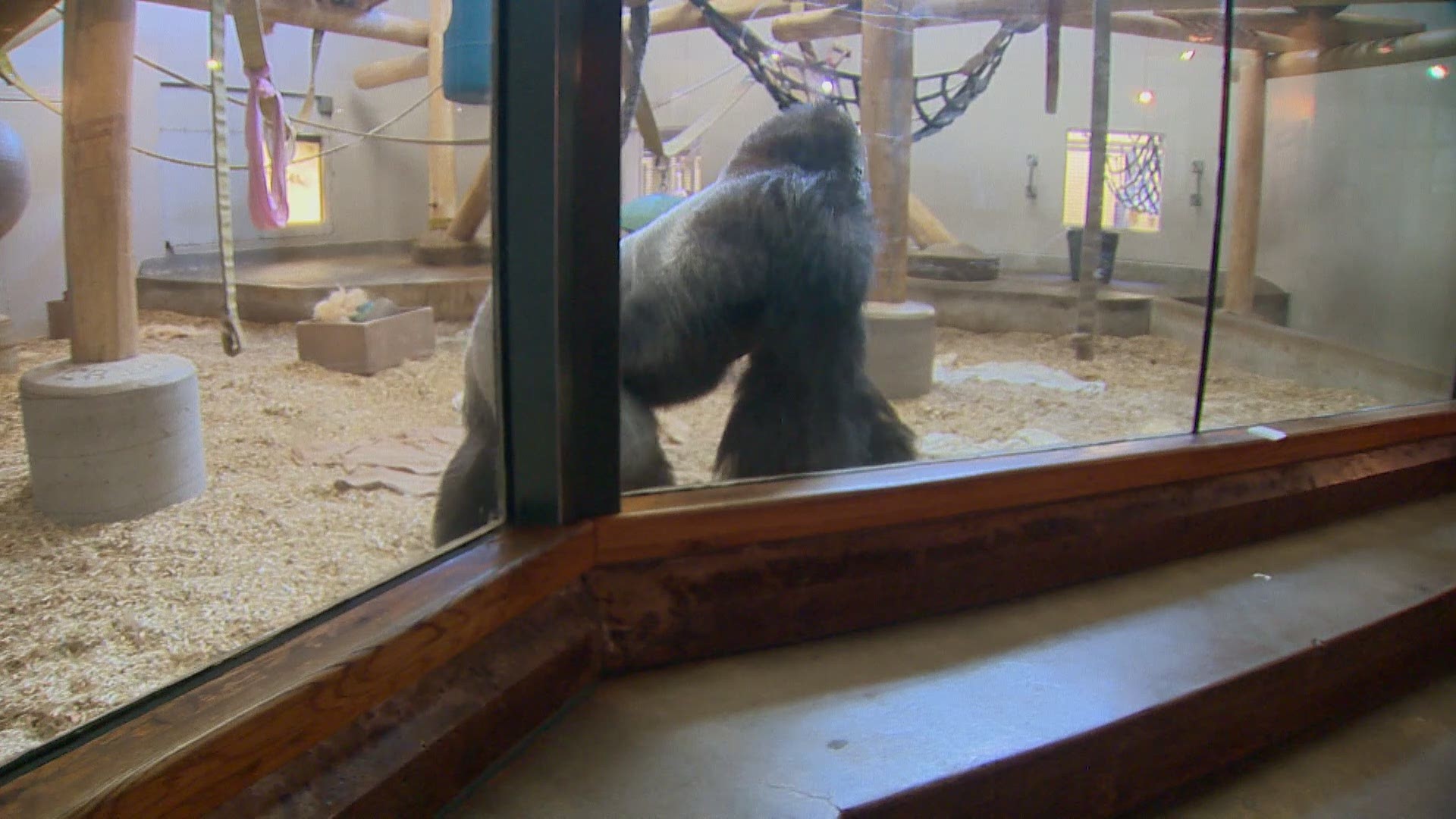 Charlie the gorilla playing with Denver Zoo Sr. V.P. of Animal Sciences