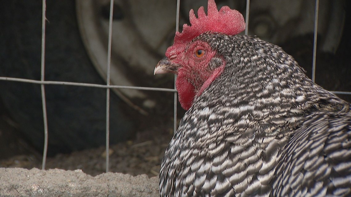 Colorado-based chicken company announces recall