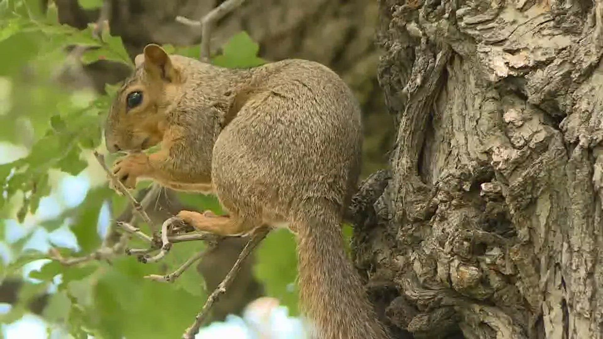 Trapping squirrels is legal in Colorado but not exactly recommended by the city of Denver.