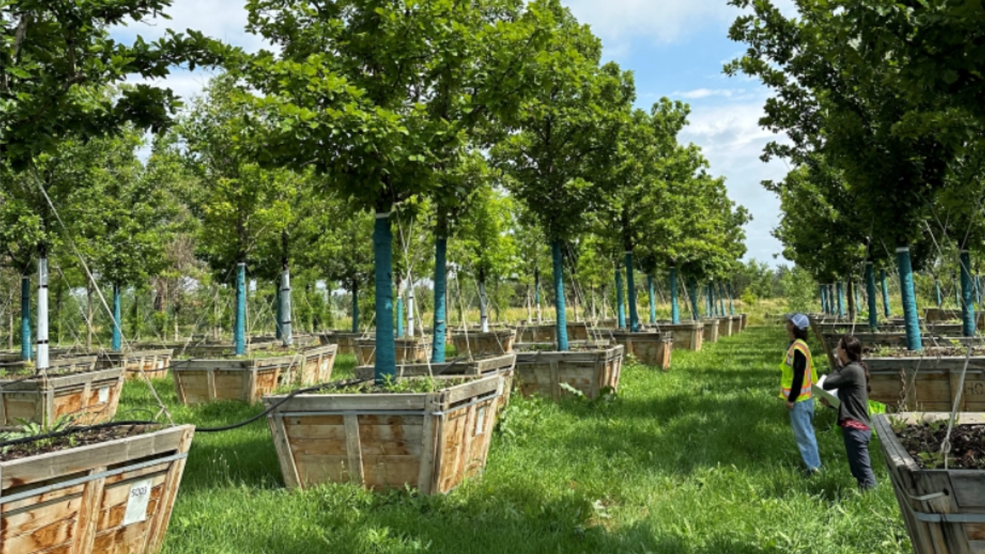 Added Tree Revitalization project on 16th Street Mall begins to add trees | 9news.com