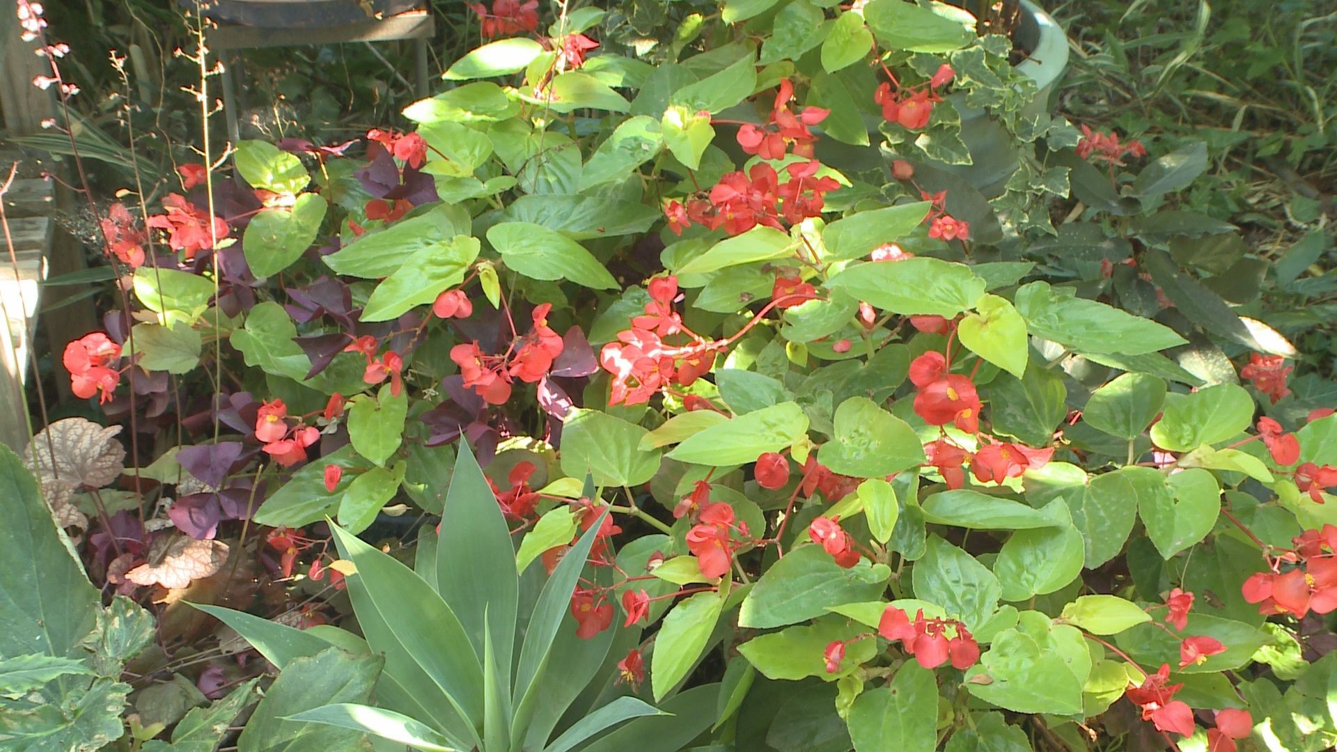 Proctor's Garden Growing begonias in Colorado