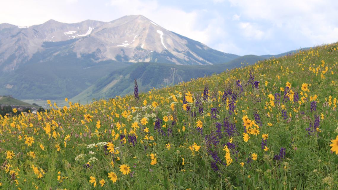 Colorado Wildflower Guide from Crested Butte