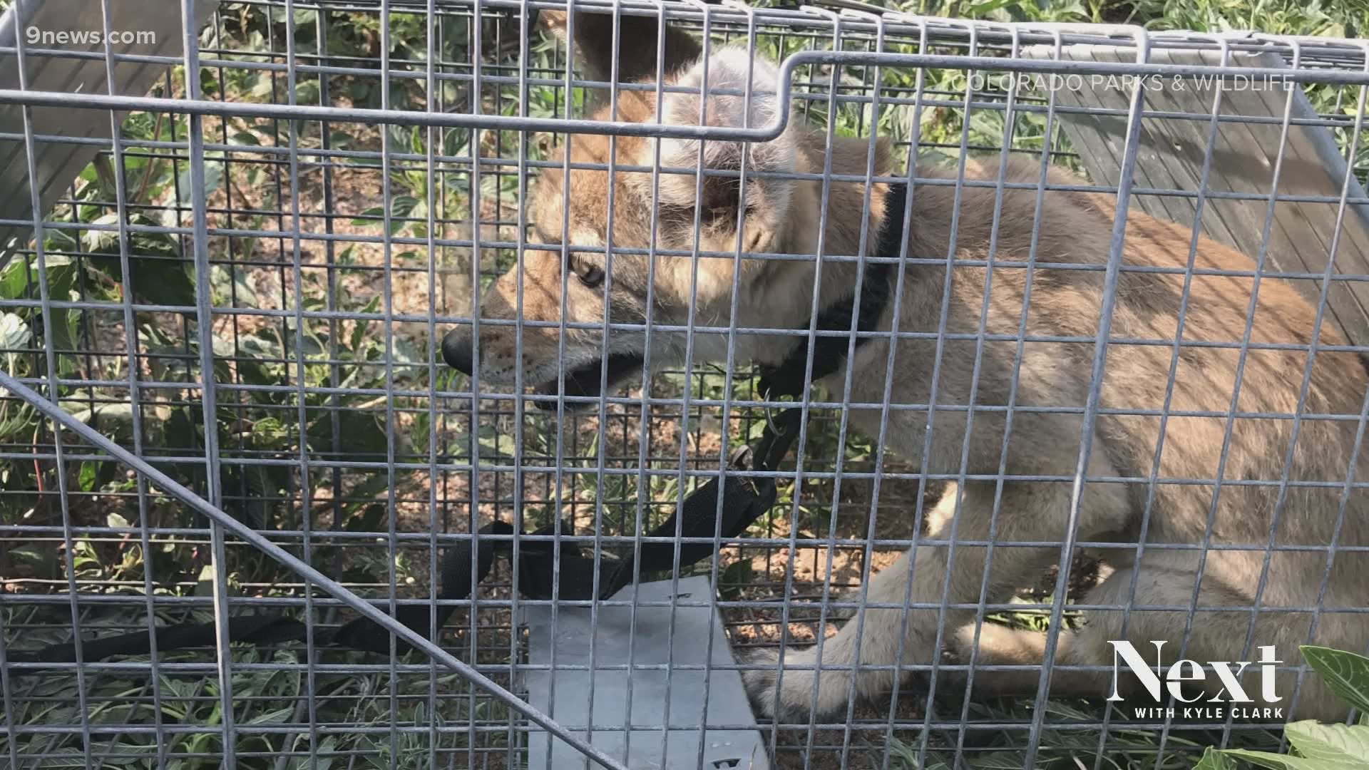 The coyote pup was found with a collar on. It had to be euthanized after biting the woman, CPW said.