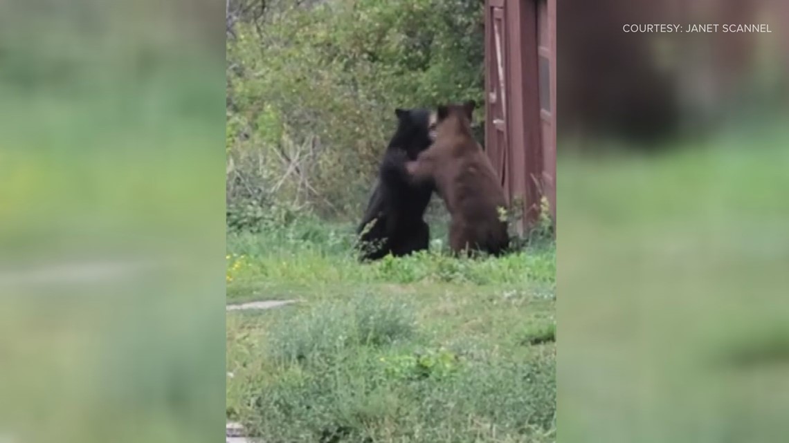 Watch these bear cubs play-fighting in Boulder