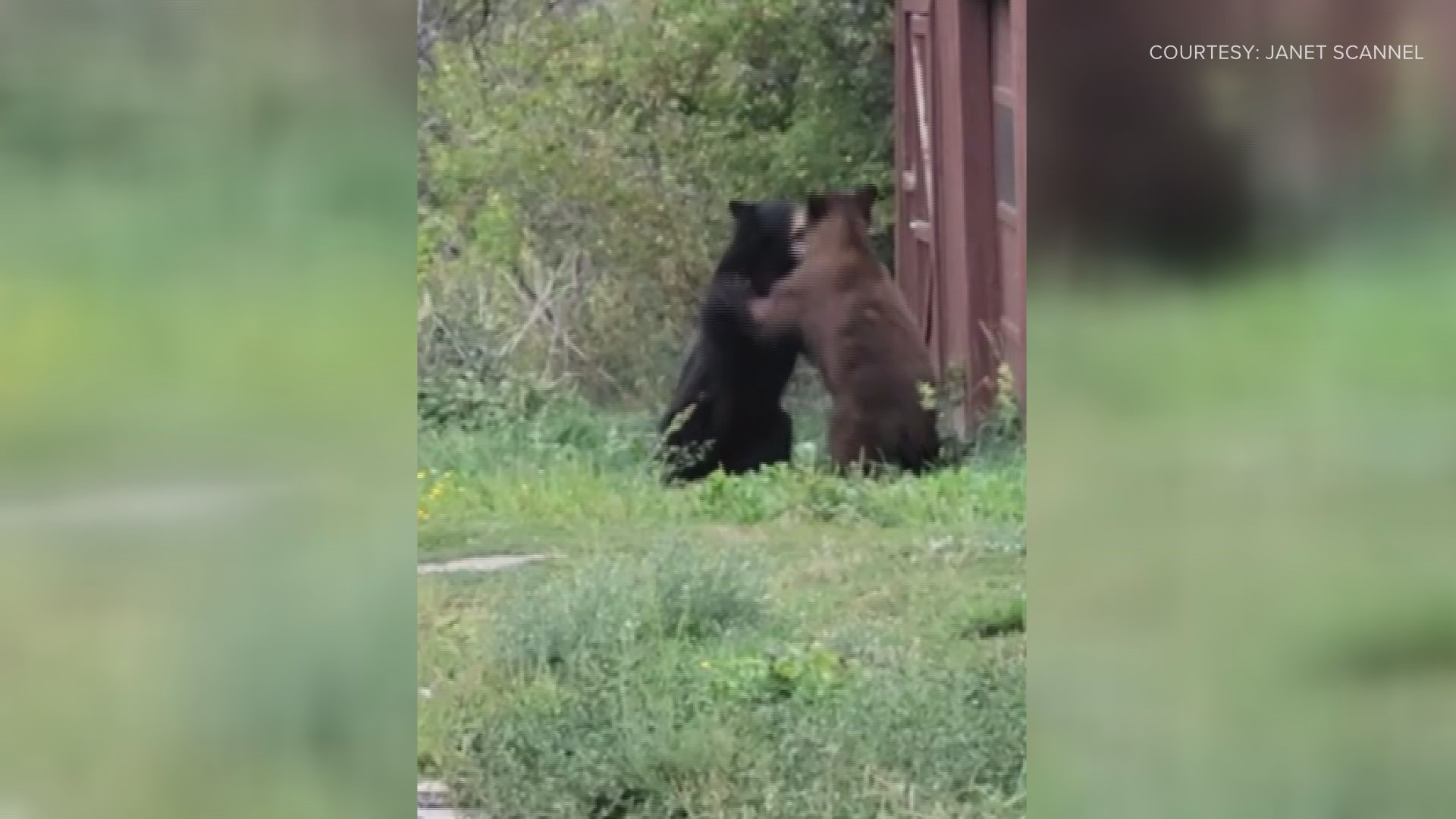 Viewer Janet Scannell shared video of these two bears playing together in the North Boulder foothills on Tuesday.