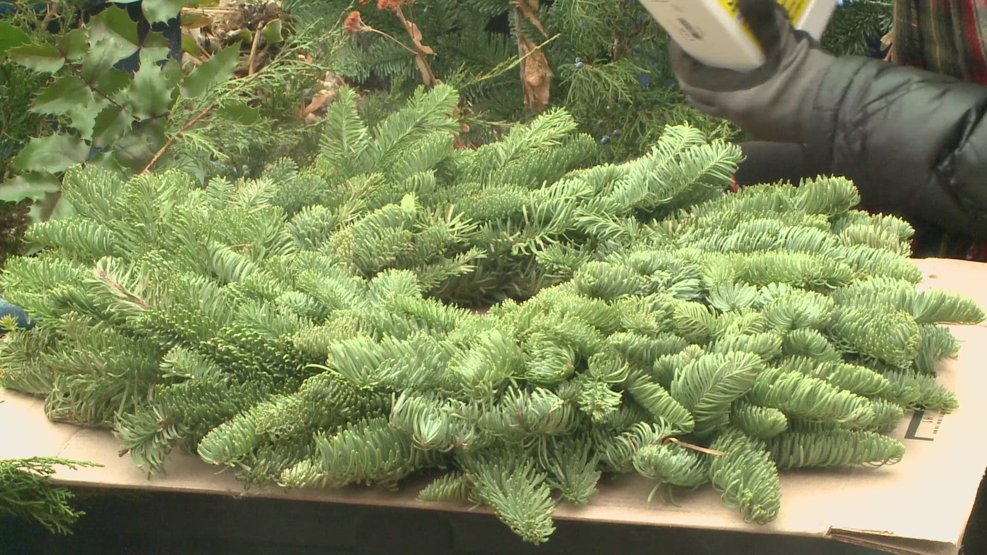 9NEWS Garden Expert Rob Proctor has some tips on how to keep needles from dropping off your Christmas trees and evergreens.