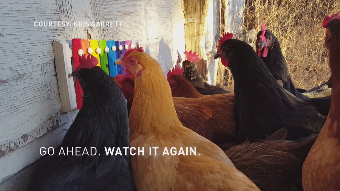 Chickens playing the xylophone