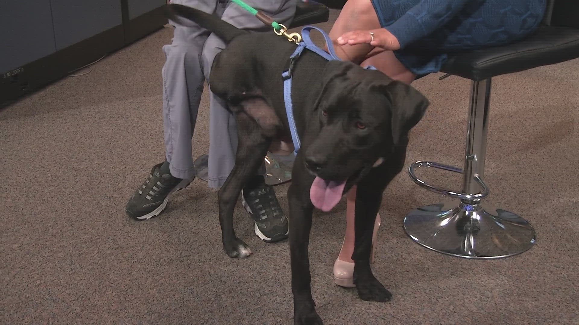 Despite losing a leg after being run over by a car, the 1-year-old pup is full of energy.