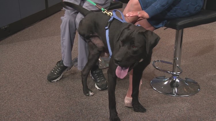 Petline9: 3-legged lab Darth Vader looking for a new home