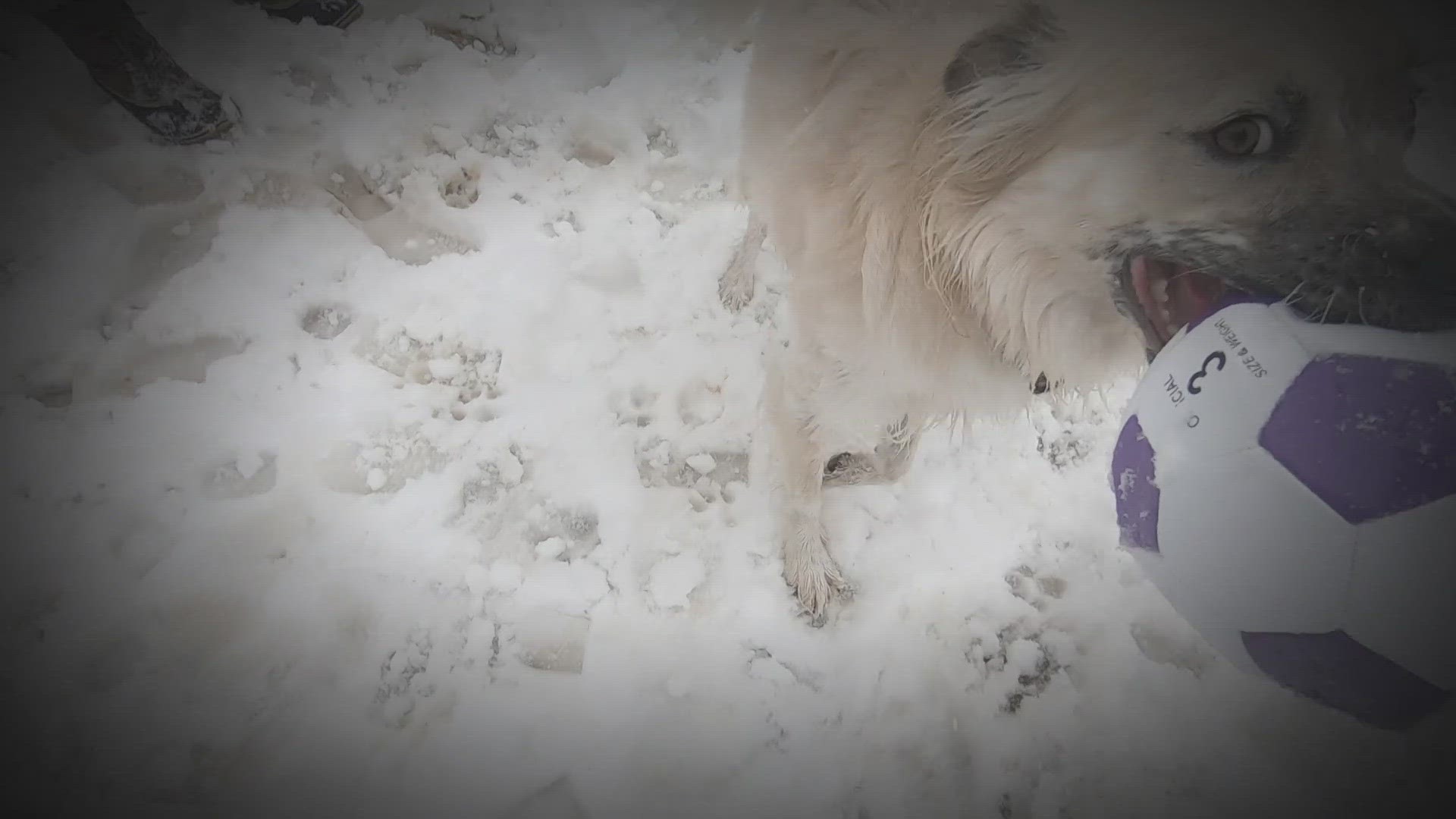 Colorado snowstorm | How to keep your dogs safe during cold weather ... - How To Keep Your Dog Safe From Ice Storms