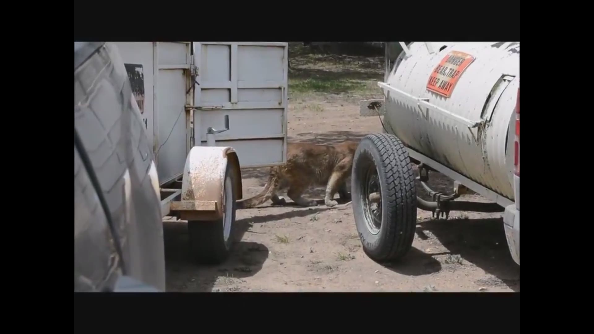 Colorado Parks and Wildlife released a mountain lion they had been rehabilitating after they said someone claimed to have found the kitten in a snowbank, took it inside to “thaw out” and fed it bratwurst – which did not agree its stomach.