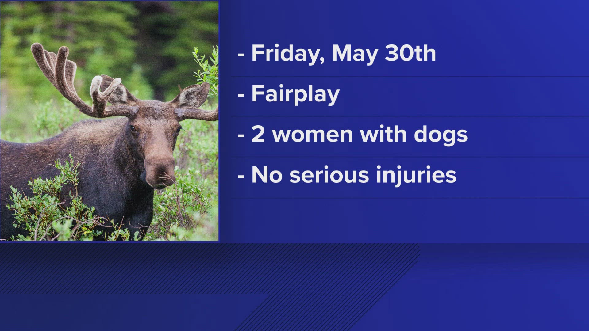 Colorado Parks and Wildlife officials warn hikers of aggressive moose after attacks in Park, Grand and Routt counties following three incidents involving dogs.