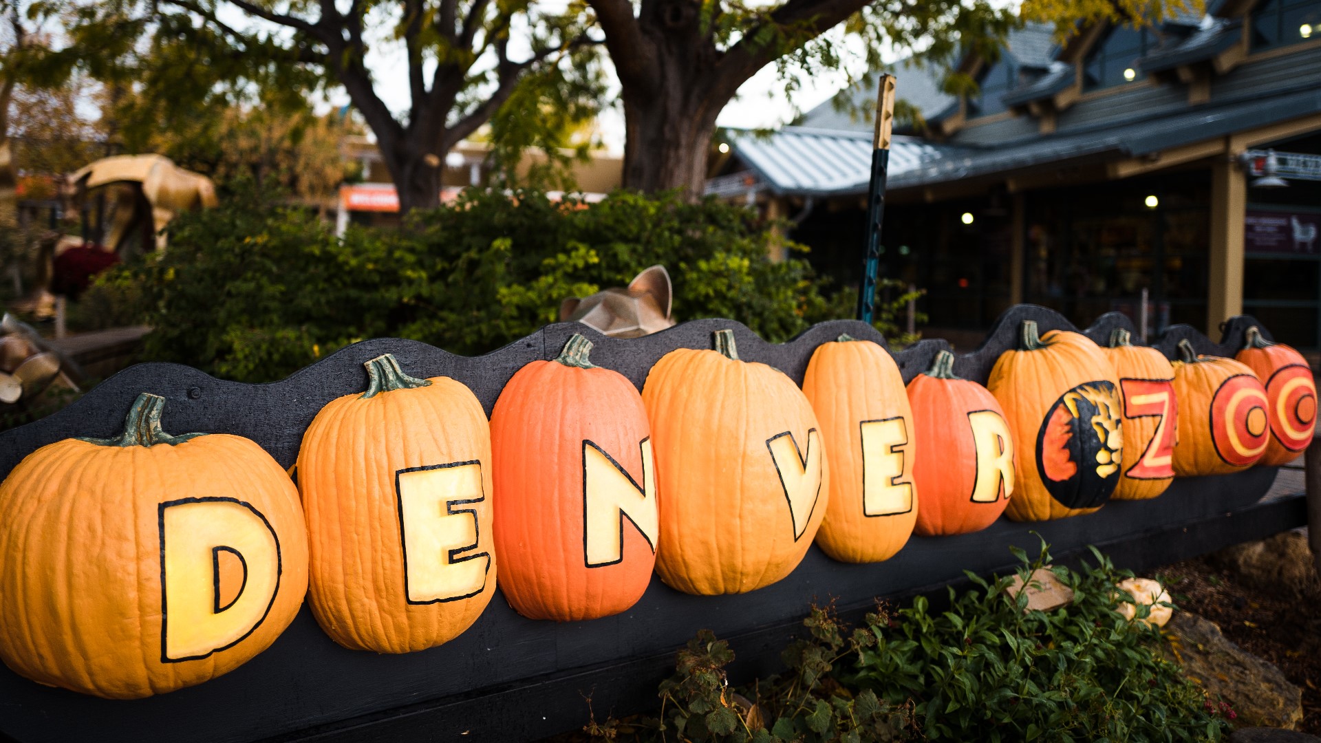 Denver Zoo is packed with “falloween” fun this year with several events planned throughout the month of October.