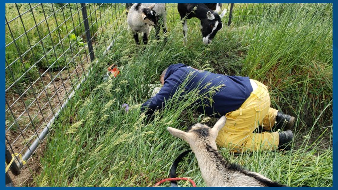 Goat rescued from irrigation pipe in Brighton, Colorado | 9news.com