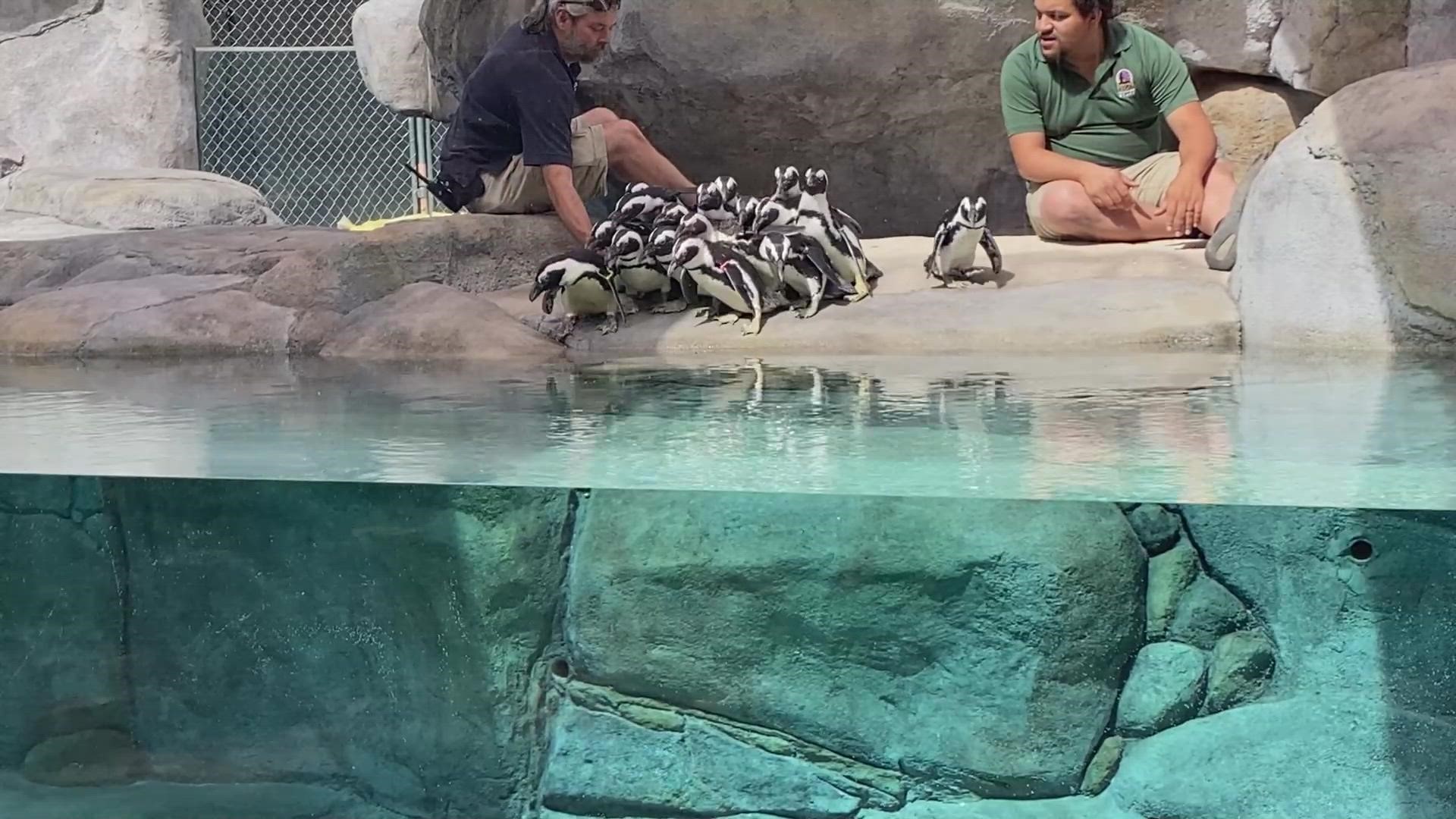 Denver Zoo released video of the new African Penguin  habitat opening on Sep. 30.
