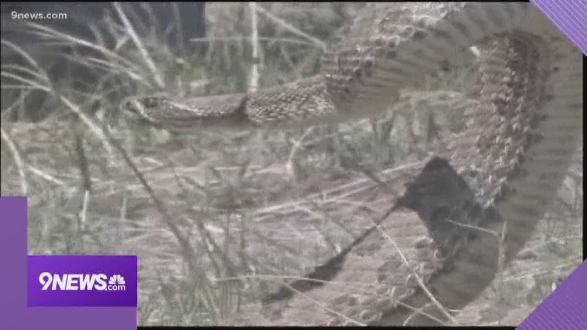 Denver police make a horrific discovery inside a home; A man has been studying our state's rattlesnakes for years; Non-profit shifts focus to help STEM School Highlands Ranch.