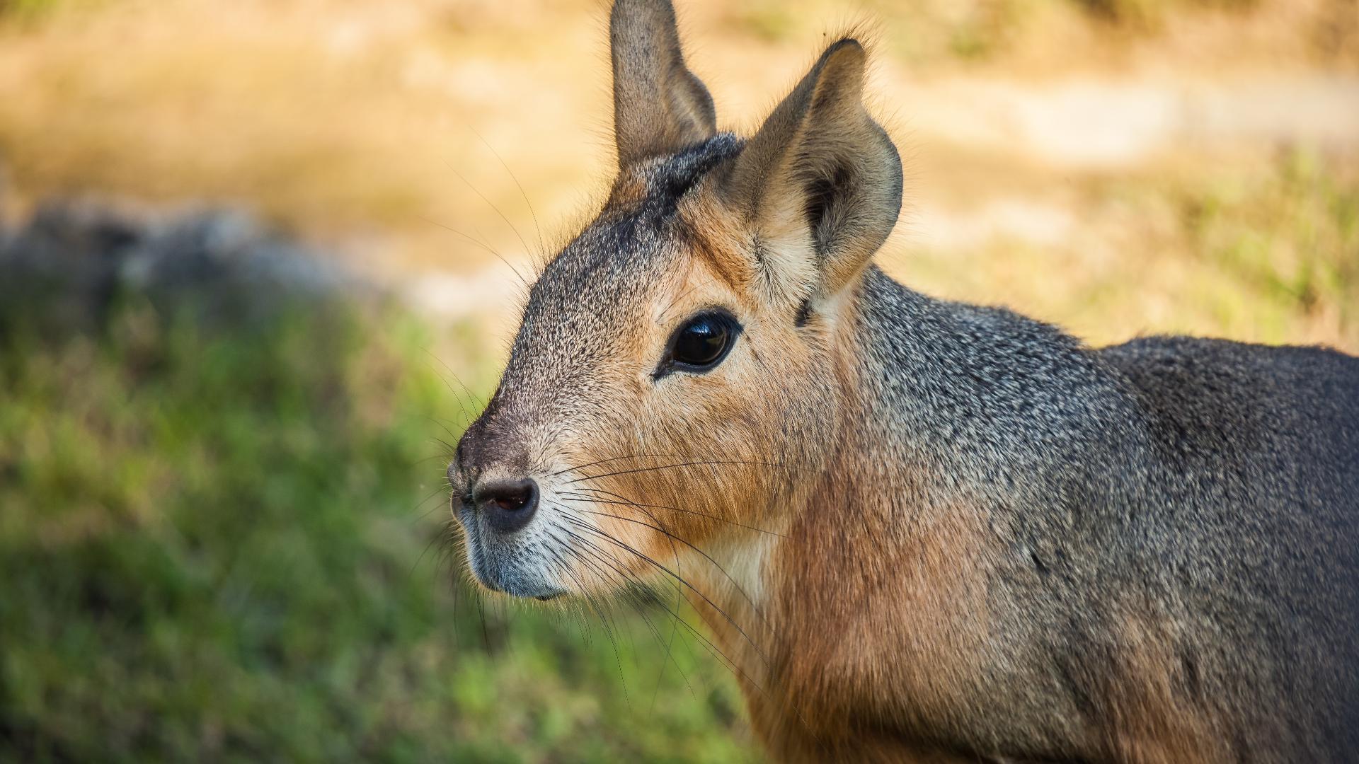 Patagonian Mara Seen At Bear Creek Lake Park Presumed Dead 9news
