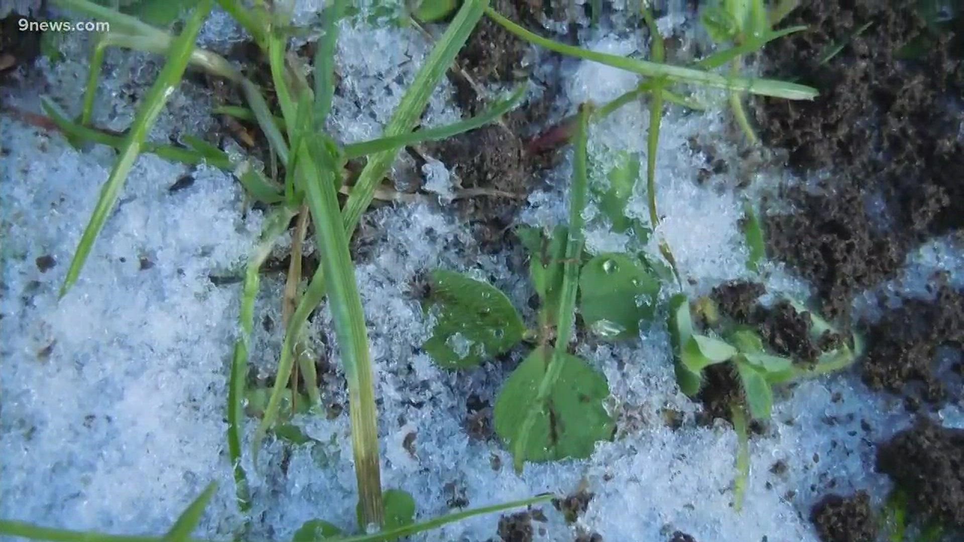 "Cover crops" are meant to help maintain and re-energize the soil. But one scientist from NCAR in Boulder has discovered that ground cover may be causing some unintentional warming.