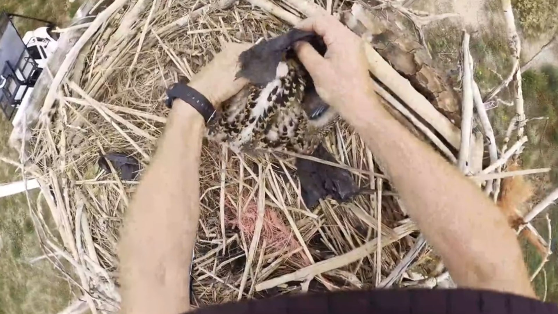 A Colorado Parks & Wildlife officer helped a juvenile osprey that had a bag around its neck in Longmont.