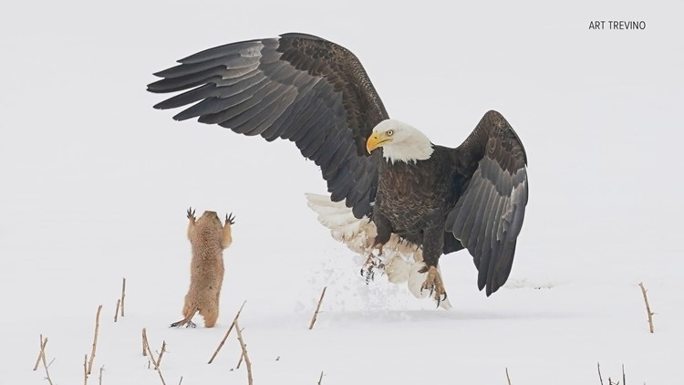 will eagles attack dogs