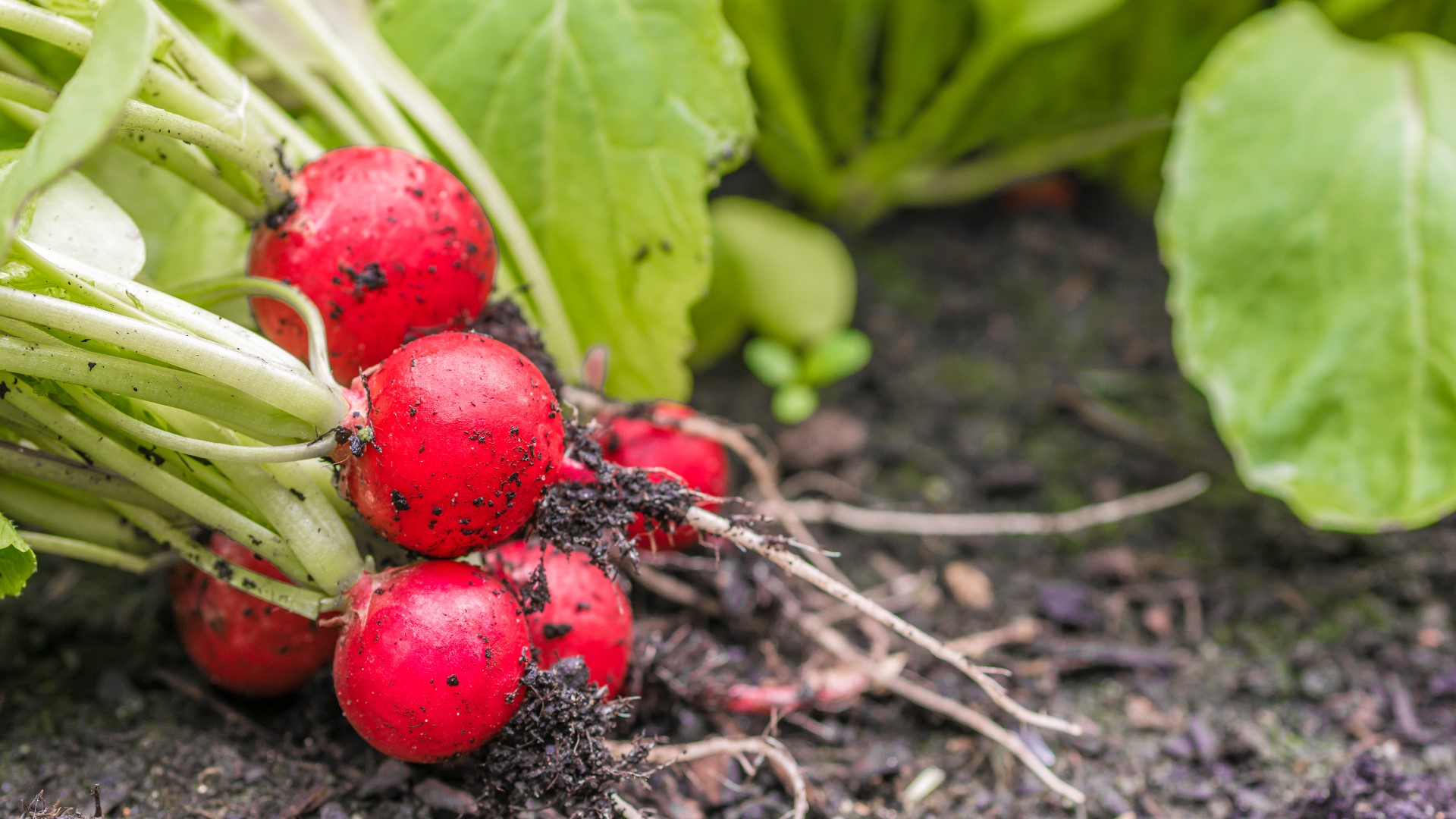 September is the time to plan & plant your Colorado fall garden | 9news.com