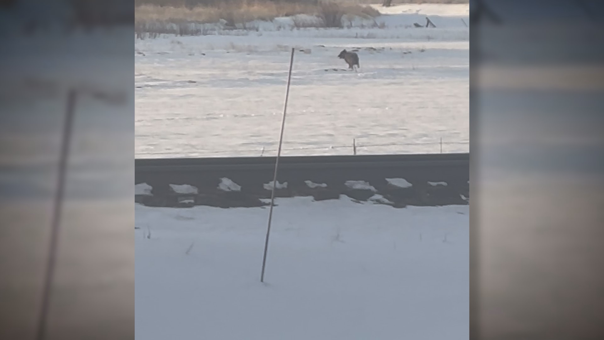 Jodi Hill, a rancher near Kremmling, captured video of a gray wolf Thursday morning. Colorado Parks and Wildlife released eight wolves into Grand County in December.