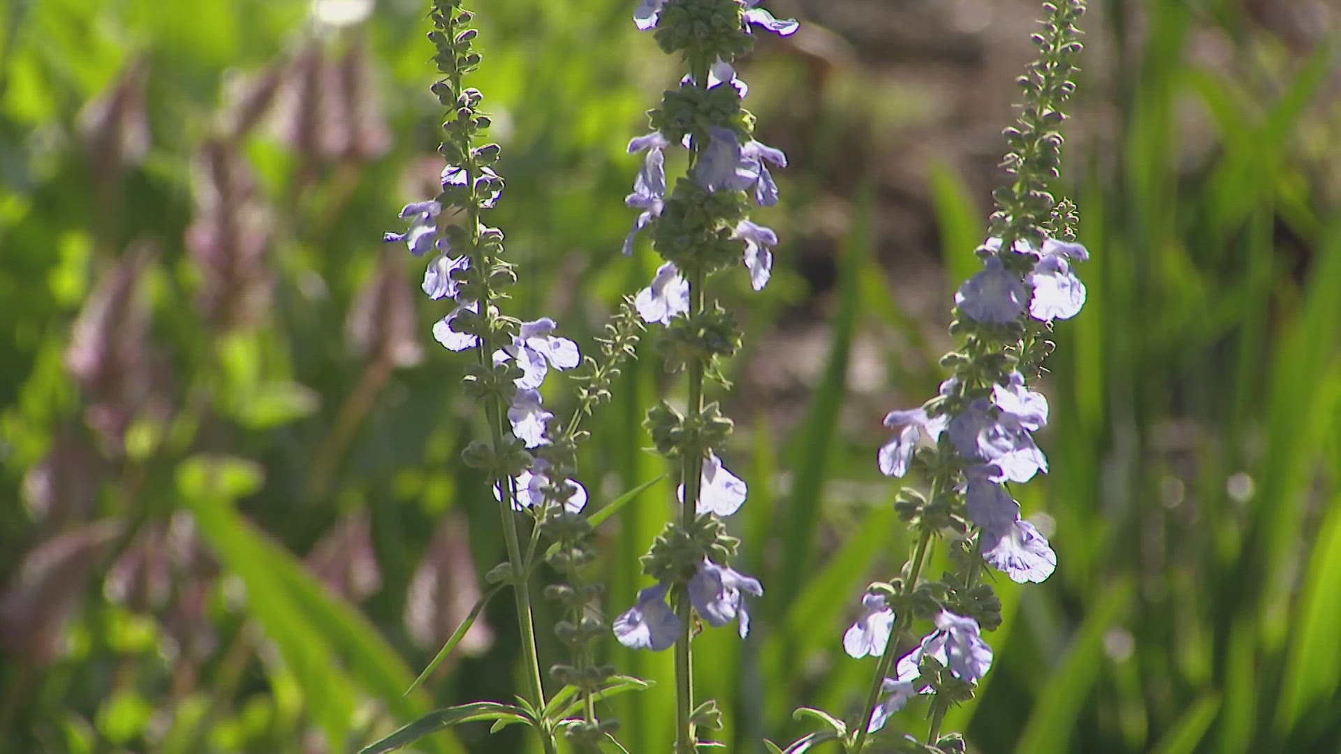 Planting something climate conscious doesn't mean giving up something beautiful. Anusha Roy shares how to spruce up your yard while incorporating native plants.