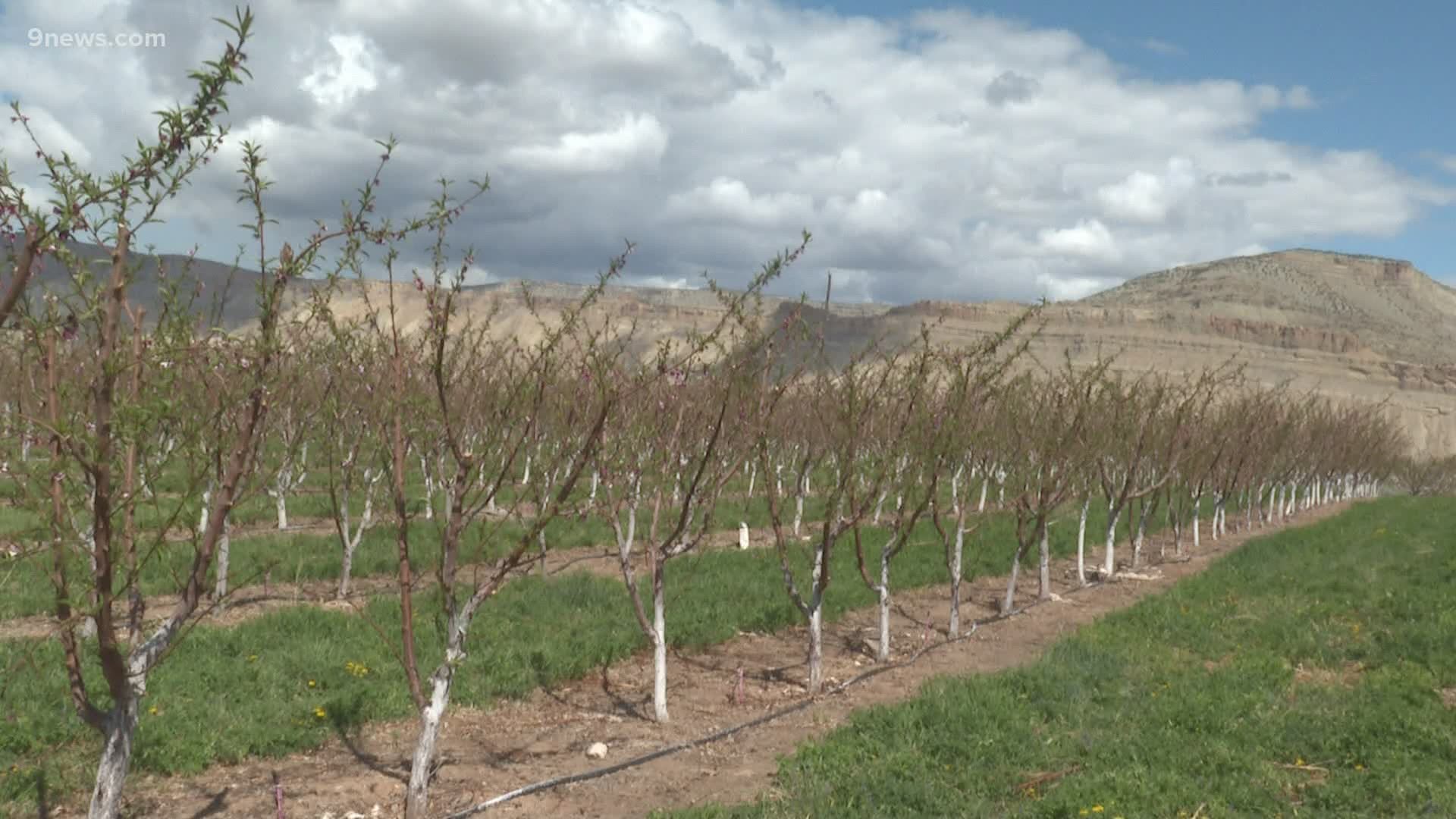 Temperatures dropped to 19 degrees two weeks ago and damaged peach crops on the western slope. One farm estimates they lost 90% of their crop.